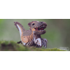 Puzle 3D Dodoland Velociraptor