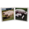 Nowordbooks Animales en familia 1