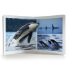 Nowordbooks Formato Grande Animales del Mar