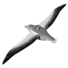 Puzle 3D Dodoland Royal Albatross